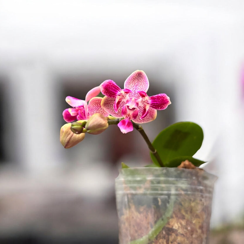 Phalaenopsis Liu's Yellow Star Dust (Caribbean Sunset × minus) (peloric - 3 lips )
