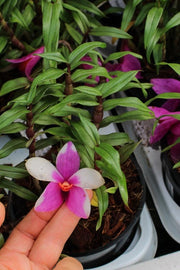 Dendrobium cuthbertsonii x sulawesiense