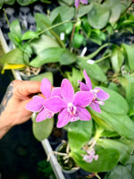 Load image into Gallery viewer, Phalaenopsis speciosa × schilleriana