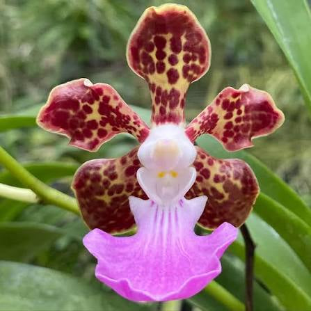 Vanda insignis