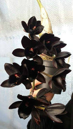 Carica l&#39;immagine nel visualizzatore Galleria, Fredclarkeara After Dark
