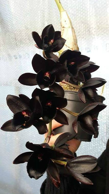 Fredclarkeara After Dark