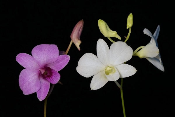 Dendrobium FOMOS Beauty 'Matcha Latte'