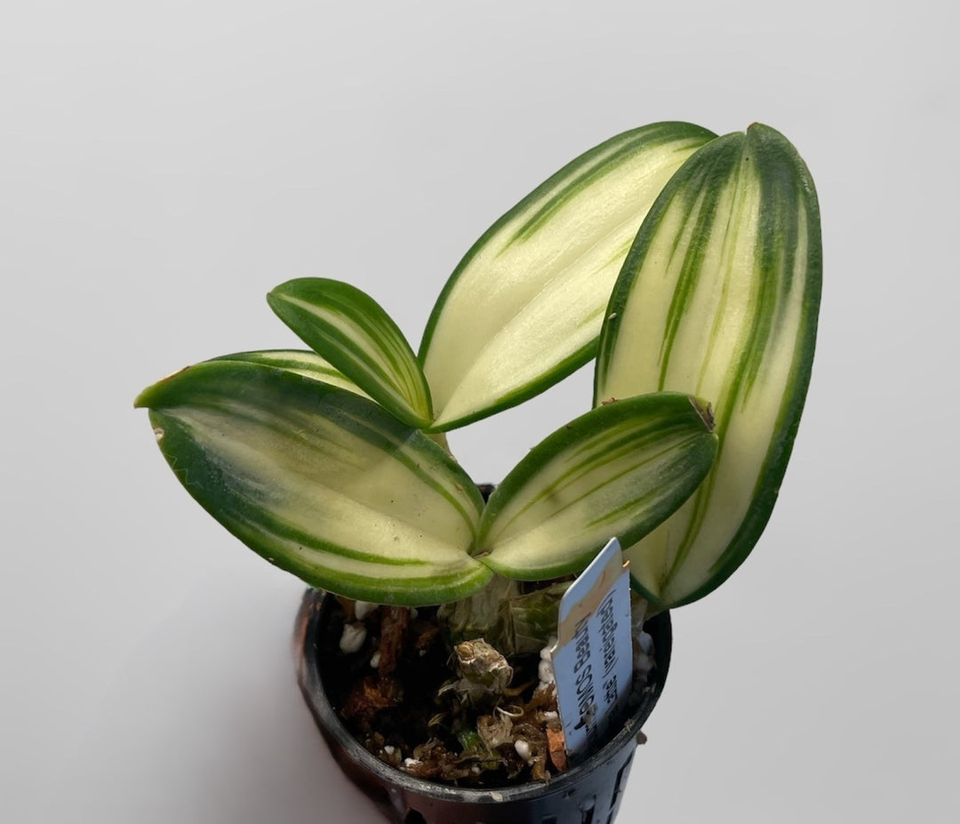 Dendrobium FOMOS Beauty 'Matcha Latte'