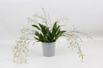 Carica l'immagine nel visualizzatore Galleria, Oncidium Twinkle light pink