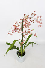 Carica l'immagine nel visualizzatore Galleria, Oncidium Rosy Sunset 'Pacific Sunset'