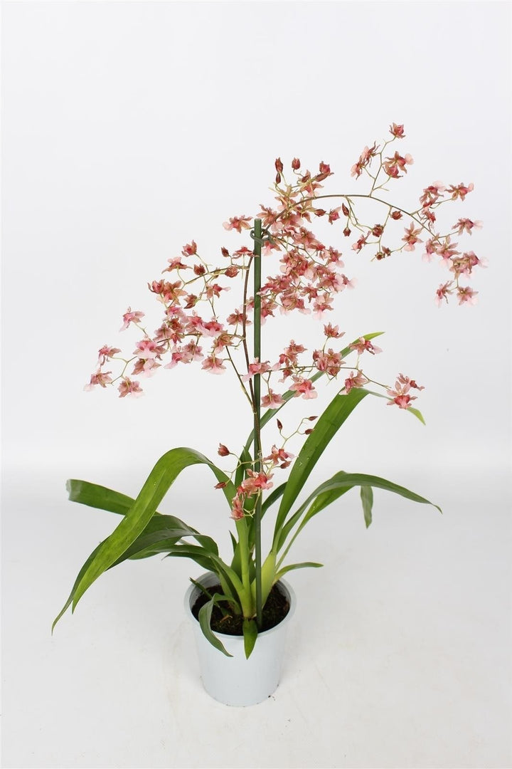 Oncidium Rosy Sunset 'Pacific Sunset'