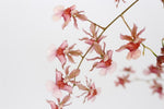 Carica l'immagine nel visualizzatore Galleria, Oncidium Rosy Sunset 'Pacific Sunset'