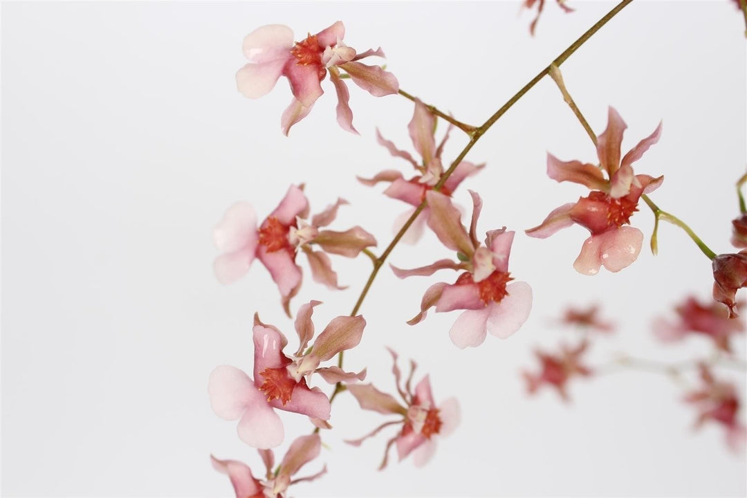 Oncidium Rosy Sunset 'Pacific Sunset'