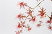 Oncidium Rosy Sunset 'Pacific Sunset'