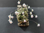 Carica l'immagine nel visualizzatore Galleria, Conchidium extinctorium