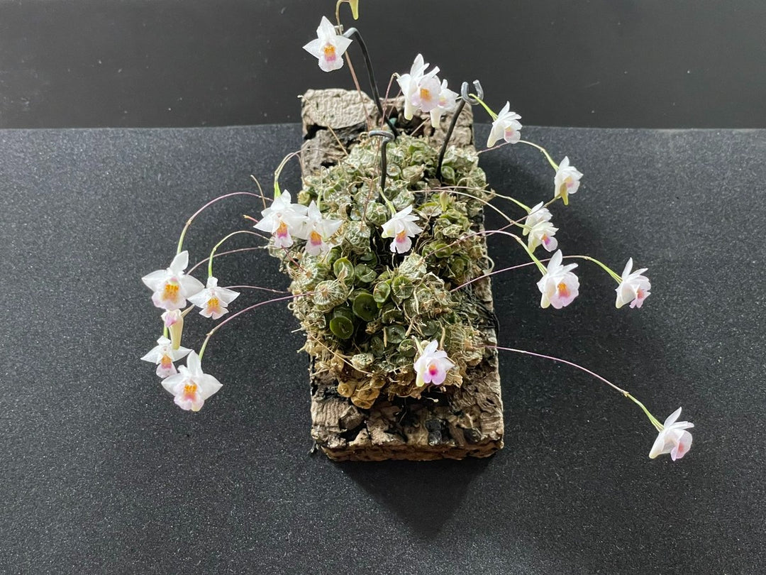 Conchidium extinctorium