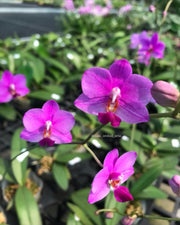 Phalaenopsis Siam Treasure (Phal. lowii x Phal. Pulcherrima)