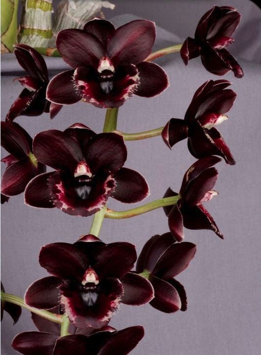 Fredclarkeara After Hours