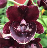 Carica l'immagine nel visualizzatore Galleria, Fredclarkeara Gemstones (Mo. Painted Desert x Ctsm. Orchidglade)