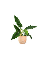 Carica l&#39;immagine nel visualizzatore Galleria, Philodendron &#39;Narrow Escape&#39;
