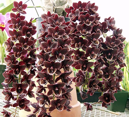 Fredclarkeara After Dark 'Sunset Valley Orchids' FCC/AOS 