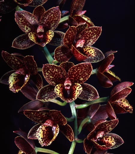 Fredclarkeara After Dark 'Sunset Valley Orchids' FCC/AOS 