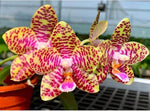Load image into Gallery viewer, Phalaenopsis Friday Princess 'Brother' Mainshow