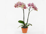 Phalaenopsis Frontera