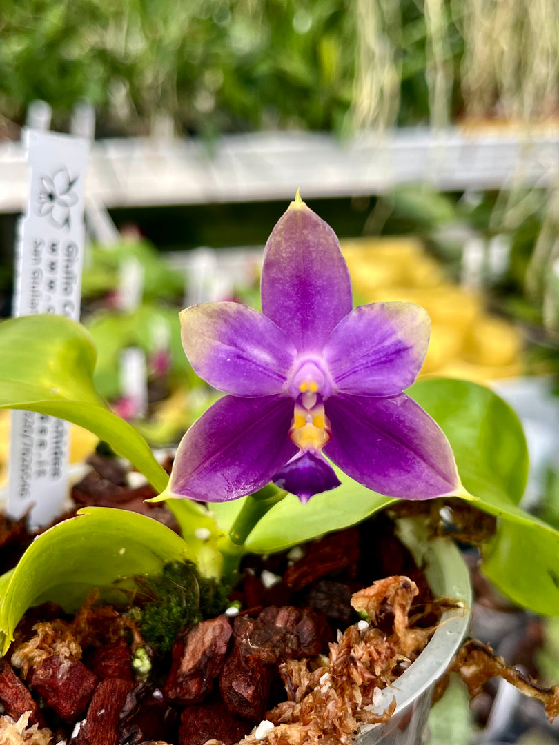 Phalaenopsis Samera x violacea var. indigo blue