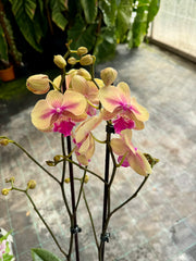 Phalaenopsis Lioulin Smart Lip - Big Lip