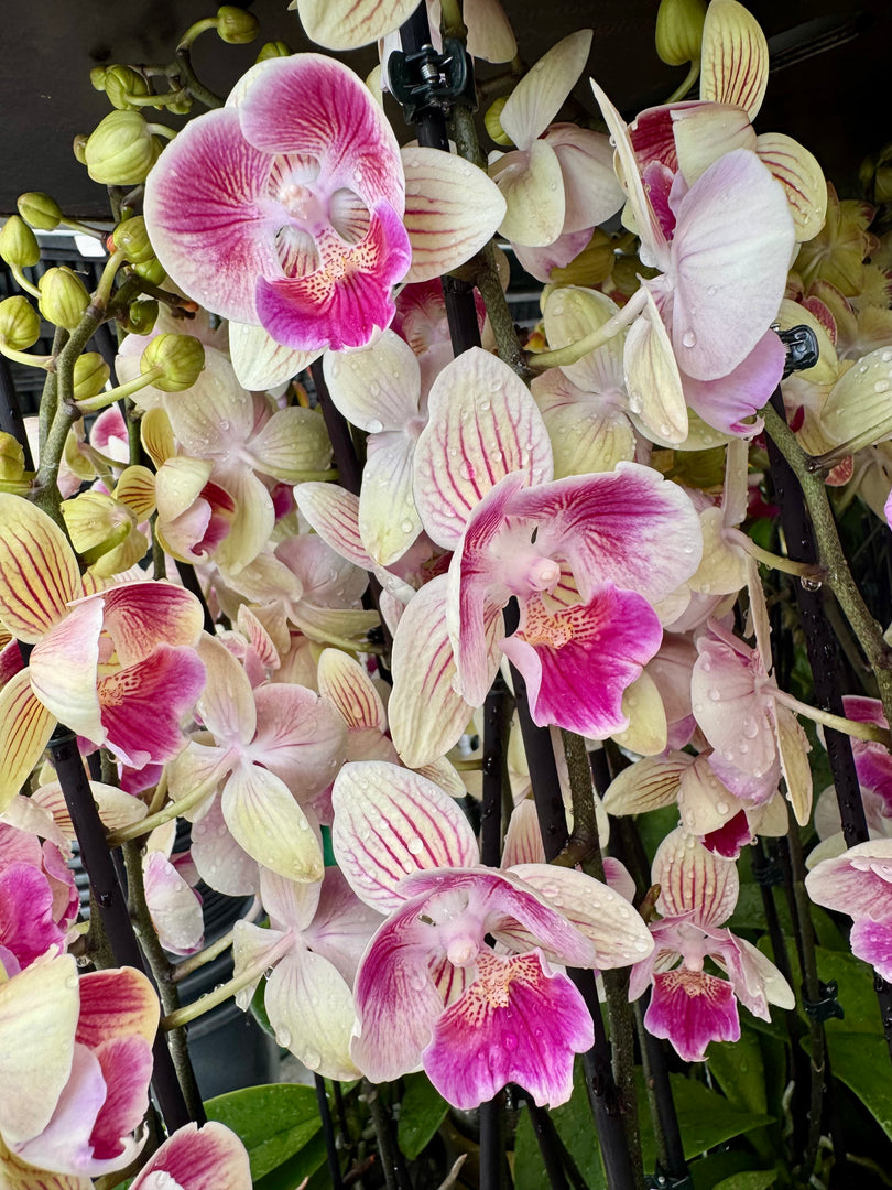 Phalaenopsis Lioulin Smart Lip (2 eyes - Peloric) - Big Lip