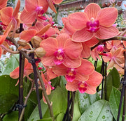 Phalaenopsis Paprika