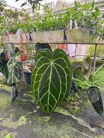 Carica l'immagine nel visualizzatore Galleria, Anthurium crystallinum