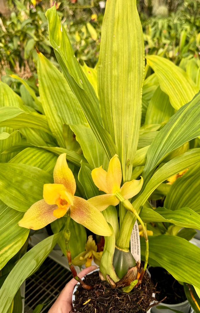 Lycaste groganii (deppei x aromatica)