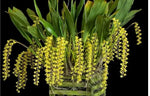 Carica l'immagine nel visualizzatore Galleria, Dendrochilum formosanum