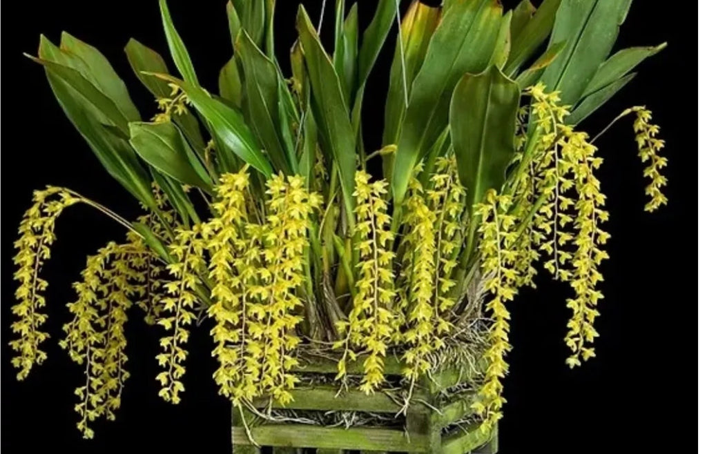 Dendrochilum formosanum