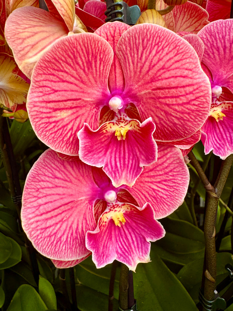 Phalaenopsis Lianher Golden Cheese - Big Lip