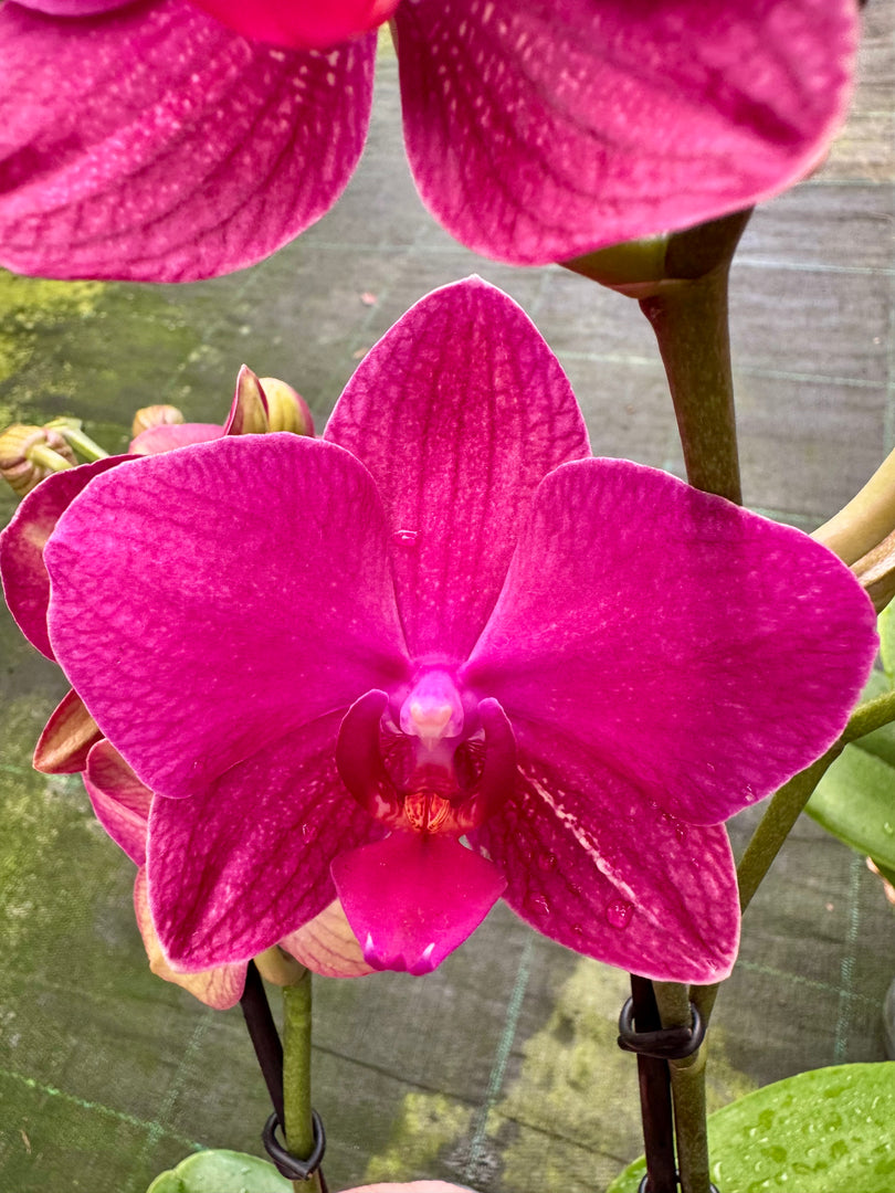 Phalaenopsis Travolta