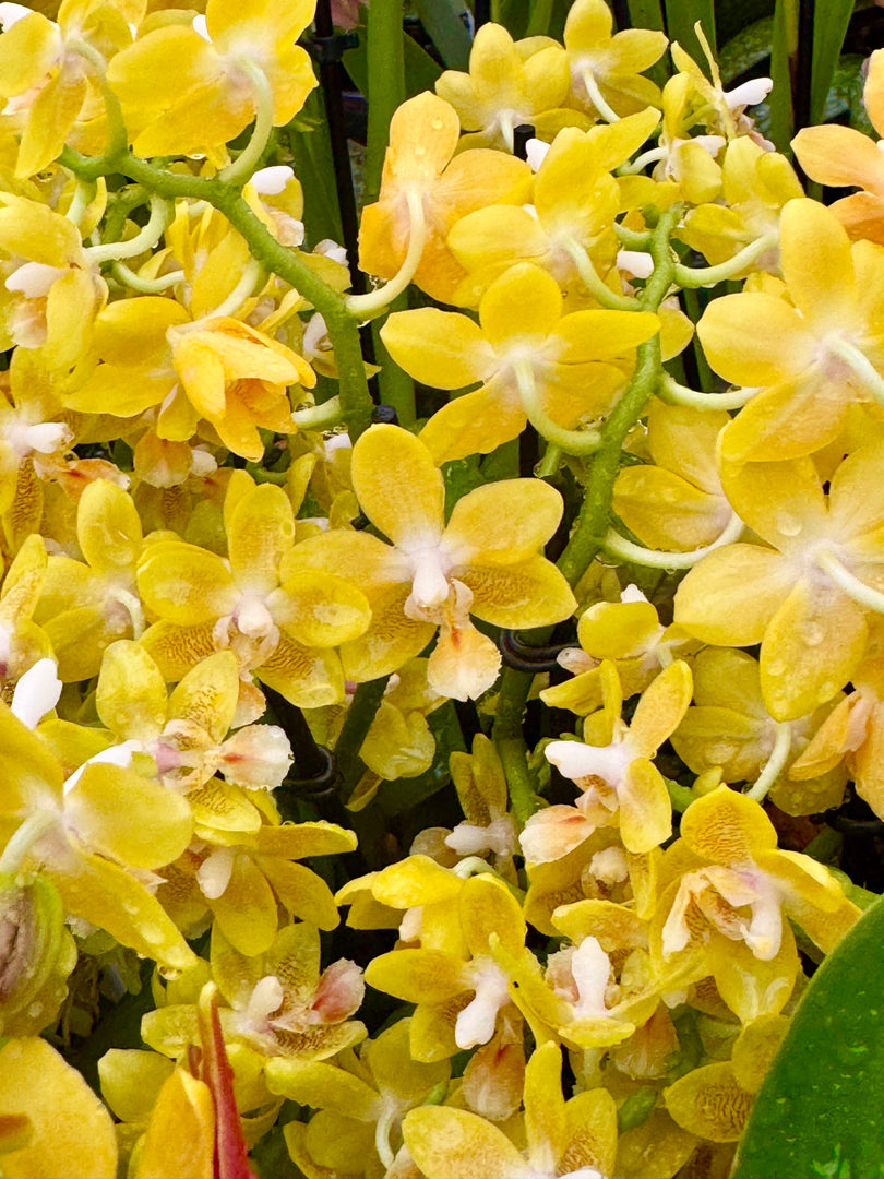 Phalaenopsis KS Balm 'Yellow Chocolate'