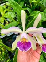 Load image into Gallery viewer, Cattleya quadricolor var. coerulea x C. schilleriana var. coerulea