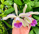 Load image into Gallery viewer, Cattleya quadricolor var. coerulea x C. schilleriana var. coerulea