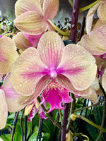 Carica l'immagine nel visualizzatore Galleria, Phalaenopsis Lioulin Smart Lip - Big Lip