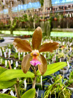 Chargez l'image dans la visionneuse de galerie, Cattleya granulosa (Vert Colibri x Marron Noble) - Import Brésil