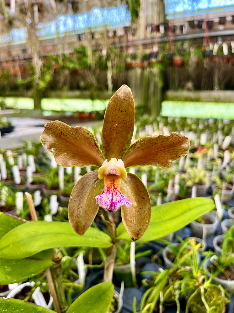 Cattleya granulosa (Vert Colibri x Marron Noble) - Import Brésil