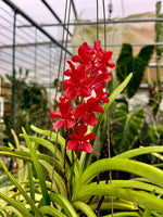 Load image into Gallery viewer, Ascocentrum curvifolium x Ascocenda Sagarik