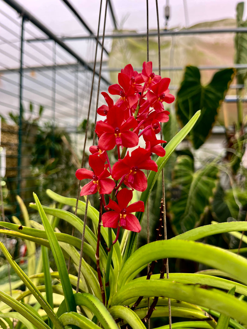 Ascocentrum curvifolium x Ascocenda Sagarik