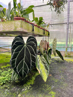 Carica l'immagine nel visualizzatore Galleria, Anthurium crystallinum