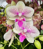 Carica l'immagine nel visualizzatore Galleria, Phalaenopsis Sparkling Spot - Big Lip