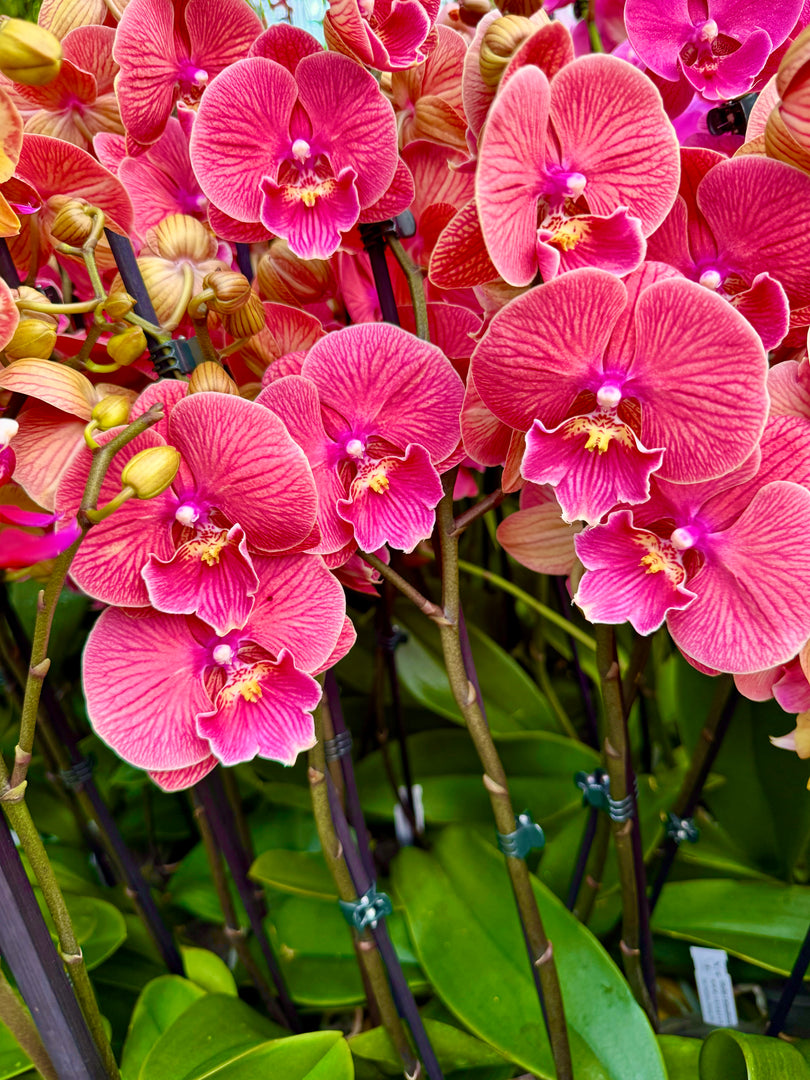 Phalaenopsis Lianher Golden Cheese - Big Lip