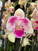 Carica l'immagine nel visualizzatore Galleria, Phalaenopsis Lioulin Smart Lip (2 eyes - Peloric) - Big Lip