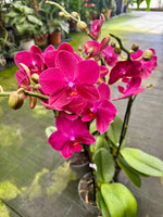 Chargez l'image dans la visionneuse de galerie, Phalaenopsis Travolta