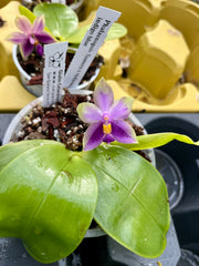 Phalaenopsis Samera x violacea var. indigo blue