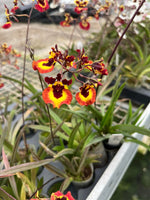 Carica l&#39;immagine nel visualizzatore Galleria, Tolumnia Genting Orange
