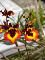 Carica l&#39;immagine nel visualizzatore Galleria, Tolumnia Genting Orange
